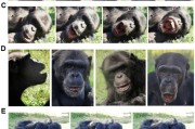 梦见剪发国际最新研究：机器人“打哈欠” 黑猩猩被传染
